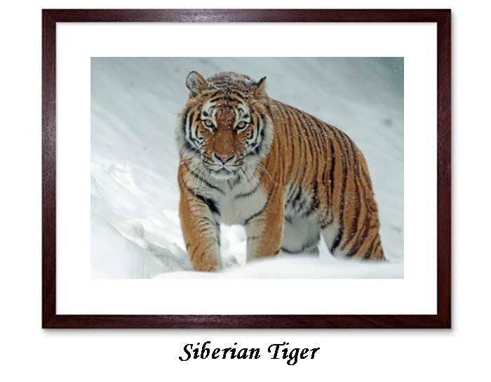 Siberian Toger